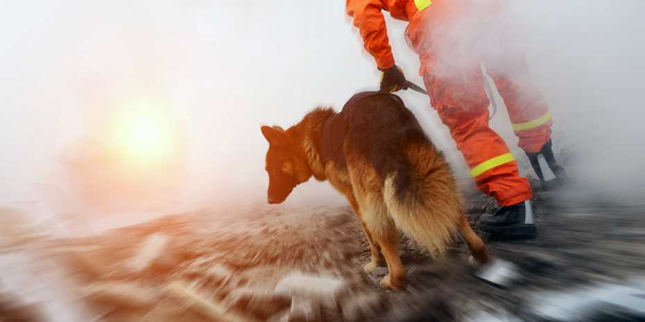 An electronic rescue dog